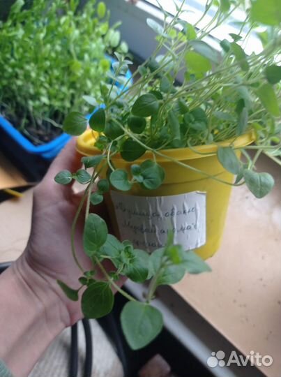 Продам излишки комнатных растений