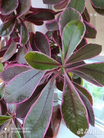 Синадениум Рубра - 