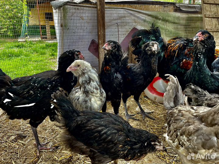 Гергебильские куры или Гилянская