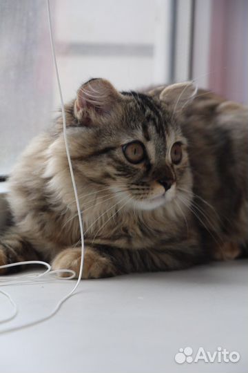 Кошка на вязку