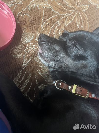 Пропала собака