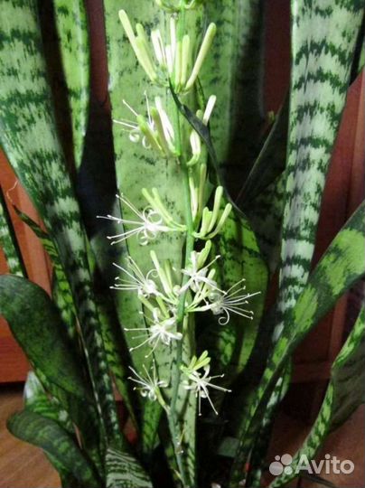 Сансевиерия щучий хвост