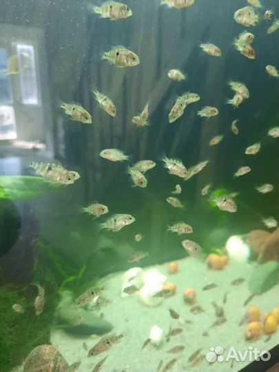 Аквариумные рыбки цихлиды