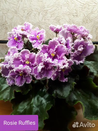 Фиалки сортовые