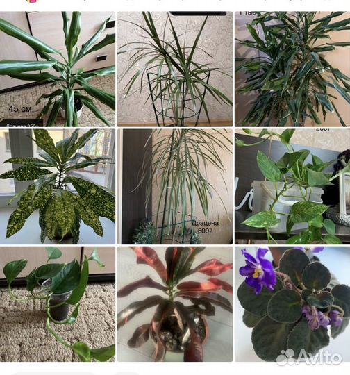 Комнатные цветы