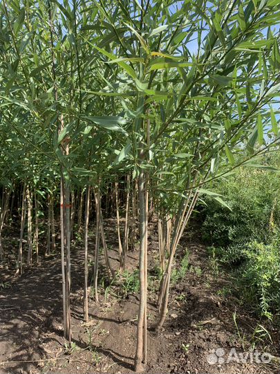 Ива Шаровидная