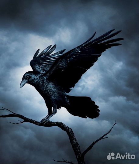 Гадание/Любовное магия/Приворо/Обучение