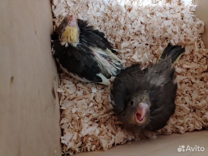 Попугай корелла птенцы ручные