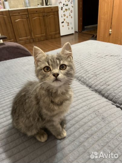 Котёнок