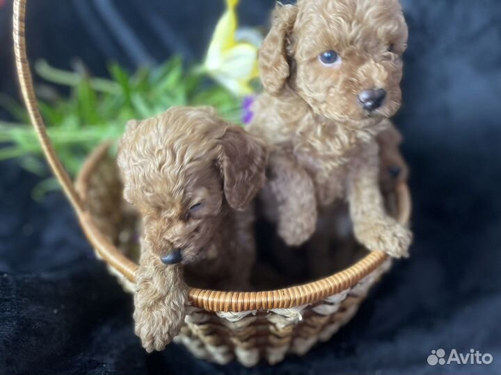 Щенки той пуделя