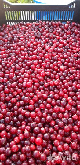 Клюква свежая