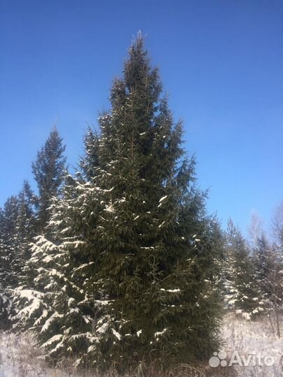 Оптовые продажи саженцев И крупномеров