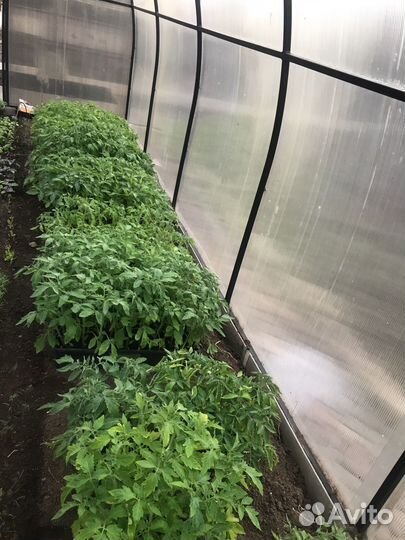 Рассада помидор