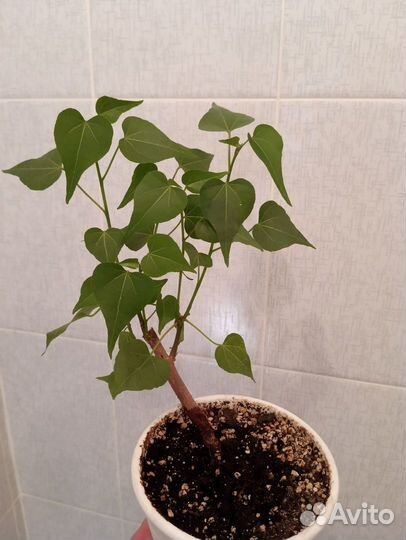 Теспезия Суматра, Церопегия Вуда