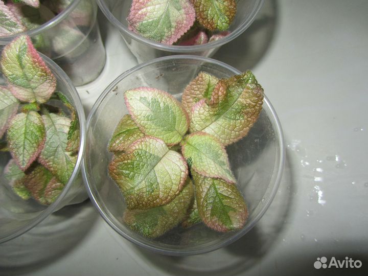 Акварельная эписция Noid