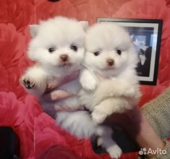 Щенки померанского шпица