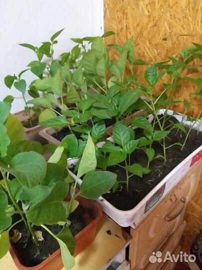 Рассада помидор, перцев, баклажан