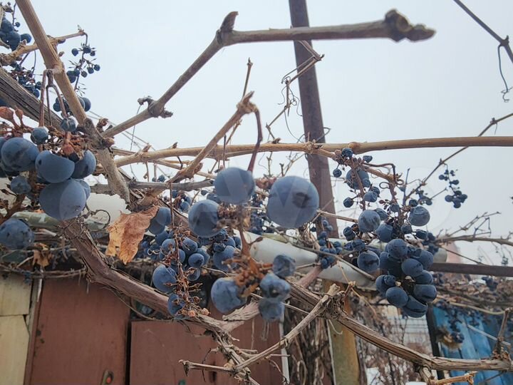 Участок 7,6 сот. (ИЖС)