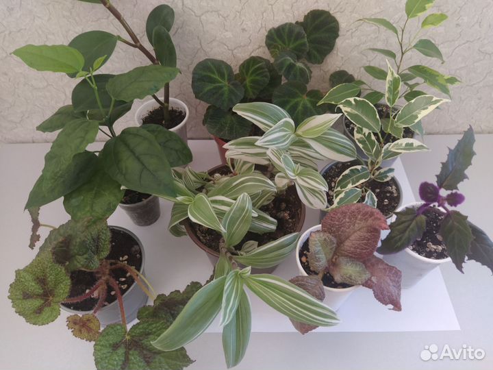 Комнатные цветы