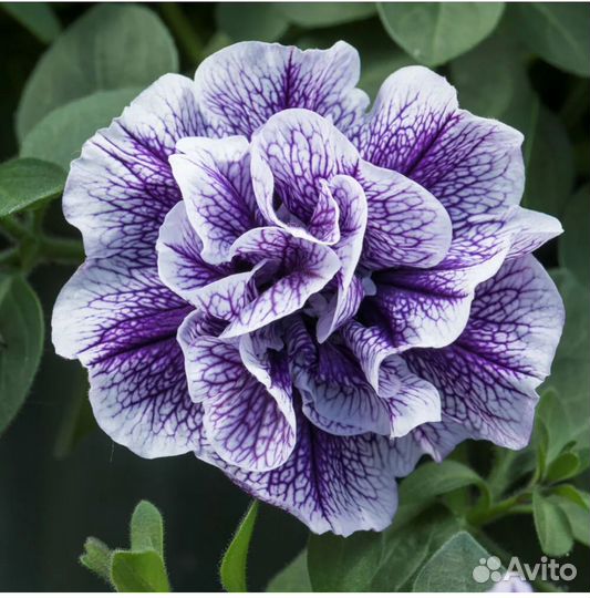 Петунья вегетативная тумбелина Присцилла