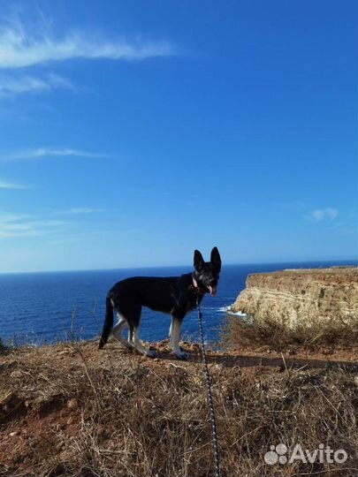 Отдам в добрые руки