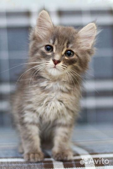 Котёнок (мальчик, 1.5 месяца) в дар