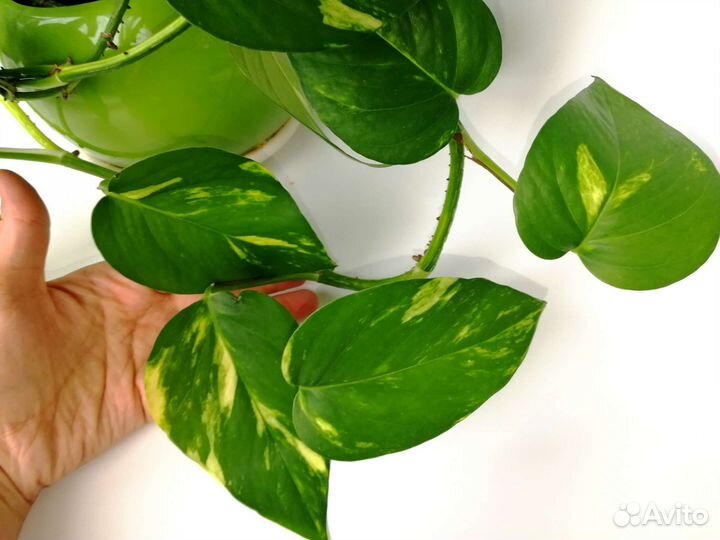 Комнатные цветы Сциндапсус (эпипремнум) золотистый