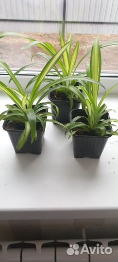 Хлорофитум Гавайский паук