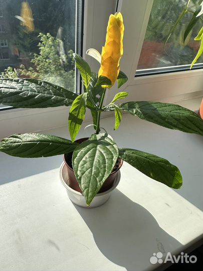 Пахистахис желтый цветок