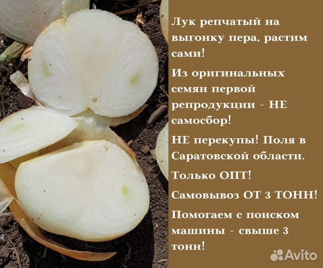 Лук Штутгарт на зелень опт