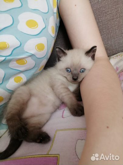 Котенок породы 