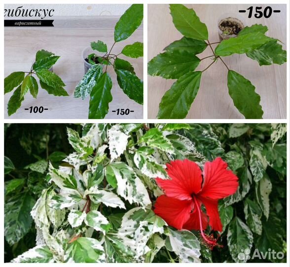 Комнатные растения