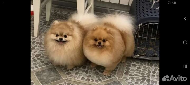 Померанский шпиц