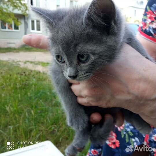 Котята ищут дом
