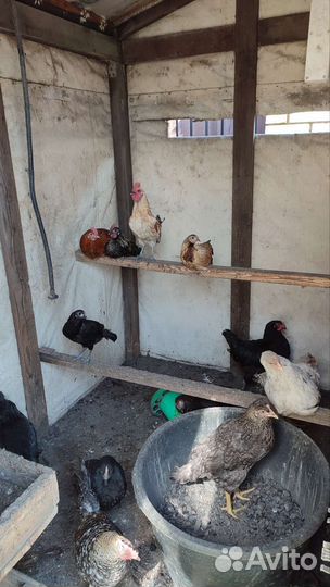 Молодняк птицы Бентамки