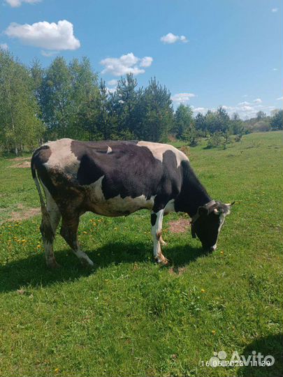 Корова стельная