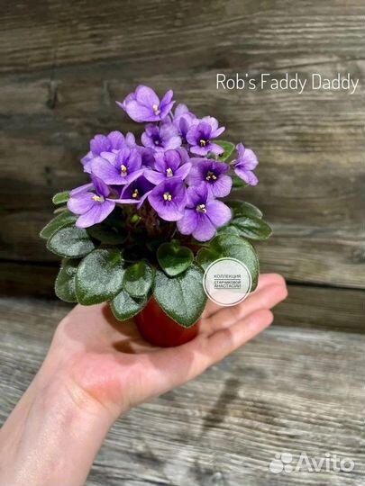 Детки мини фиалок