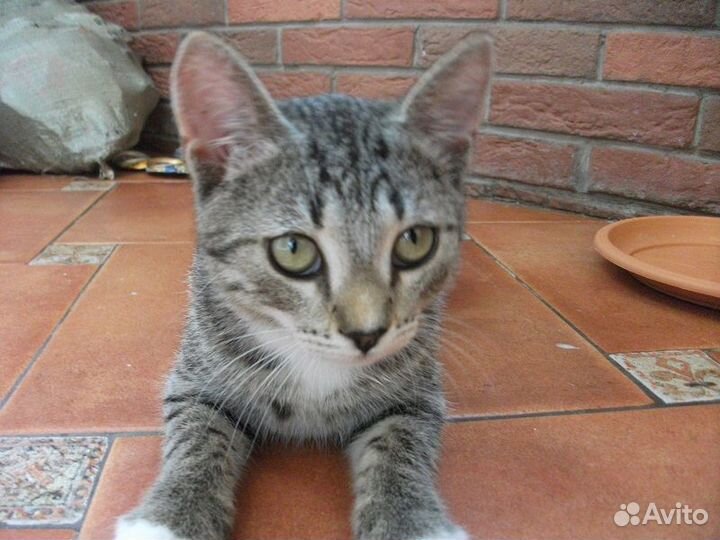 Котенок в добрые руки