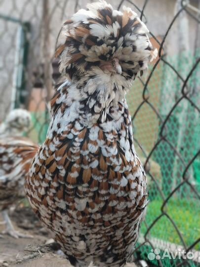 Падуан, Султанка, Павловская куры