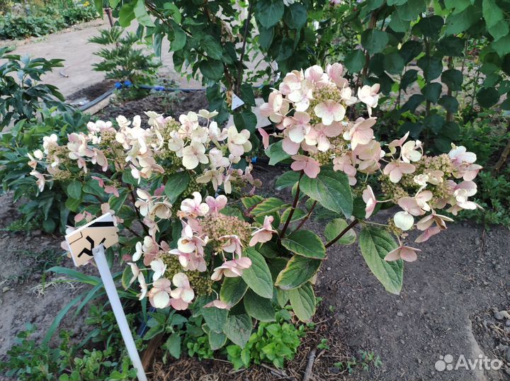 Гортензии метельчавтые 8 сортов