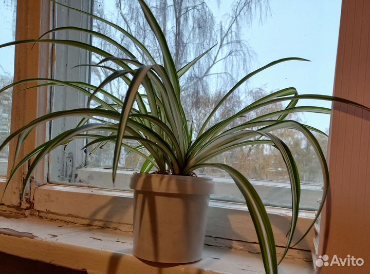 Хлорофитум