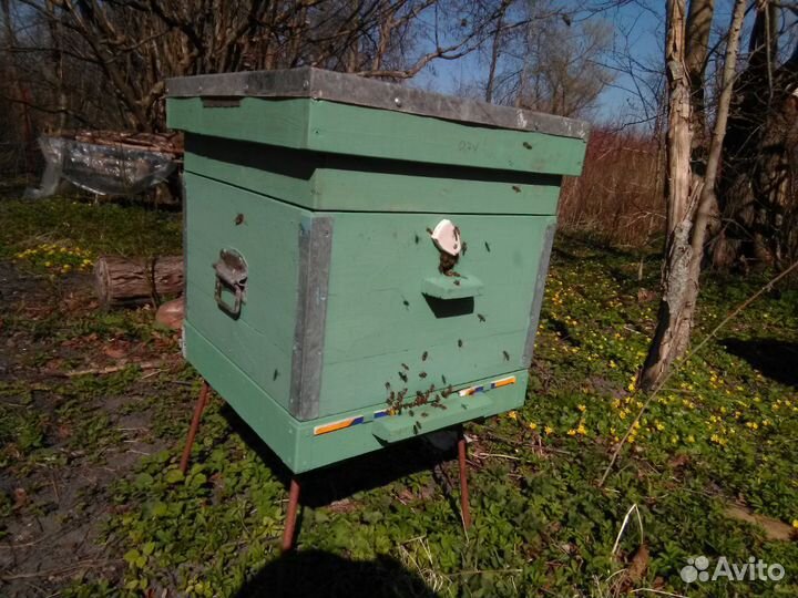 Продаются пчелы в 12-рамочных ульях