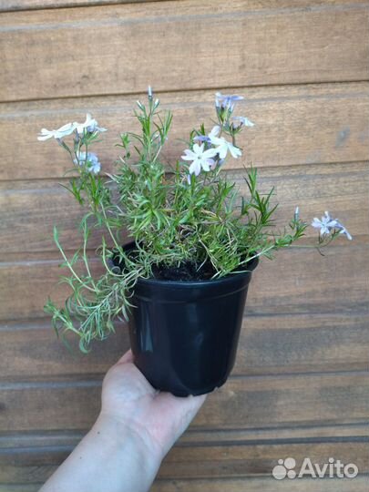 Флокс шиловидный