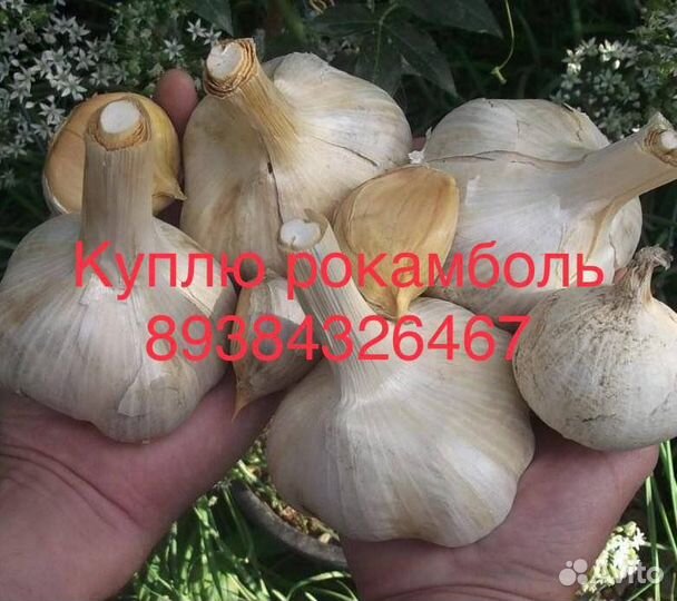 Чеснок рокамболь