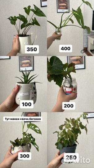 Комнатные цветы