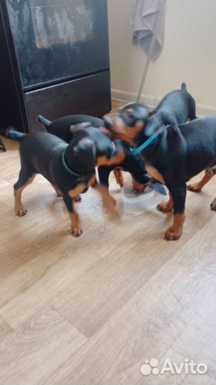 Цвергпинчар