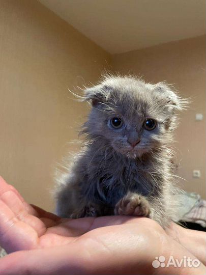 Котята в добрые руки бесплатно