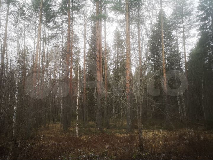 Участок 11 сот. (СНТ, ДНП)