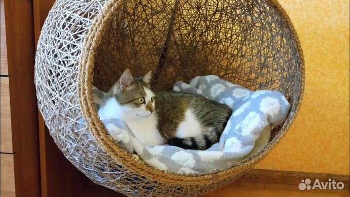 Кокон для кошки