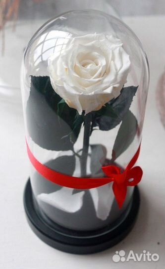 Белые розы в колбе